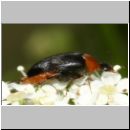 Mordellochroa abdominalis - Stachelkaefer 01c 6-7mm.jpg